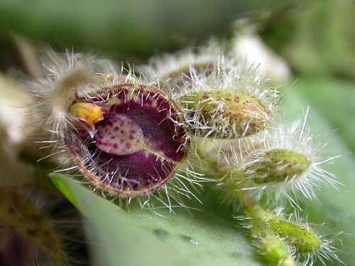 Acianthera crinita